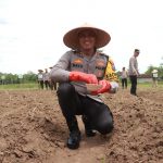 Kapolres Jember Tanam Jagung Di 3 Ha Lahan Kaki Gunung Watangan